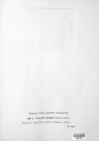 Urocystis agropyri image